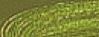 620 oleo Van Gogh verde oliva tubo 40ml serie 2